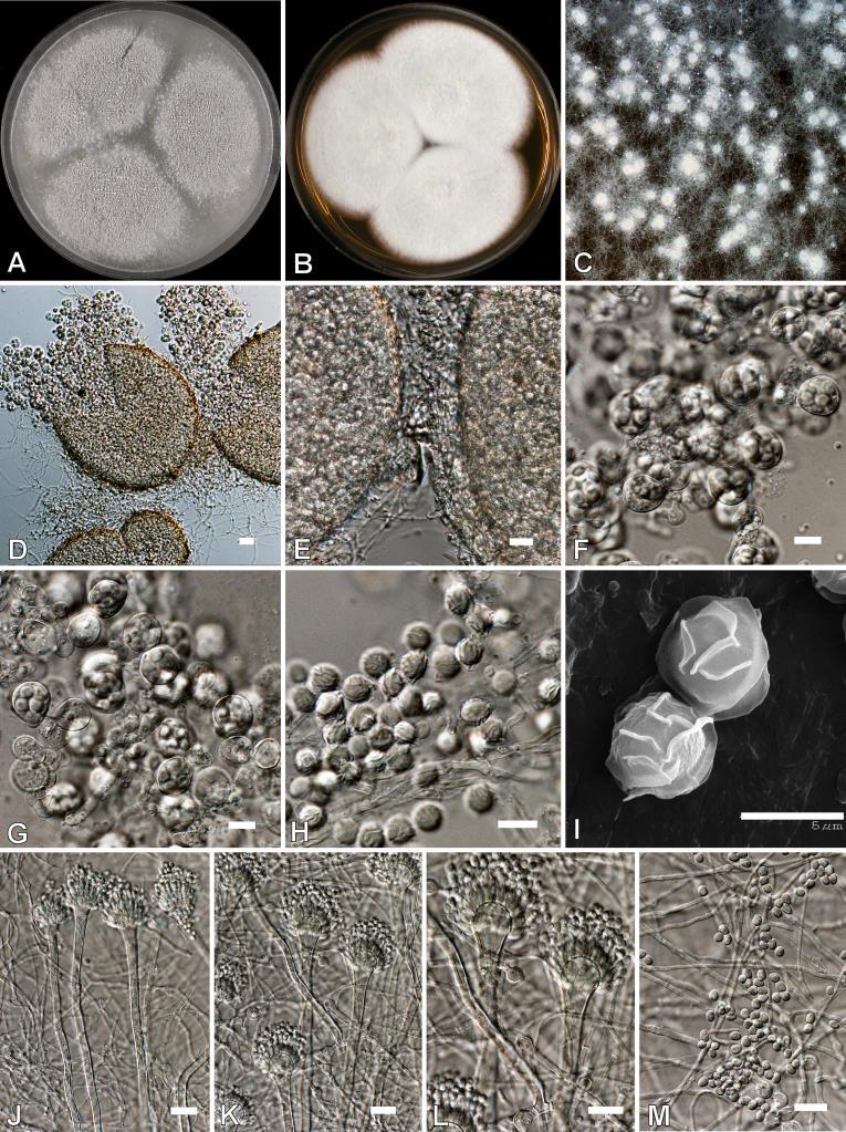 https://cdn.ncbi.nlm.nih.gov/pmc/blobs/ef2d/2275200/eda5a1056316/14fig16.jpg