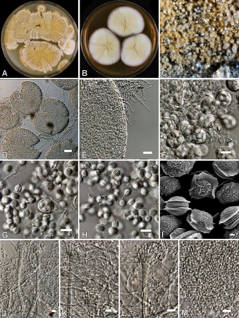 https://cdn.ncbi.nlm.nih.gov/pmc/blobs/ef2d/2275200/f21606d5e75e/14fig35.jpg
