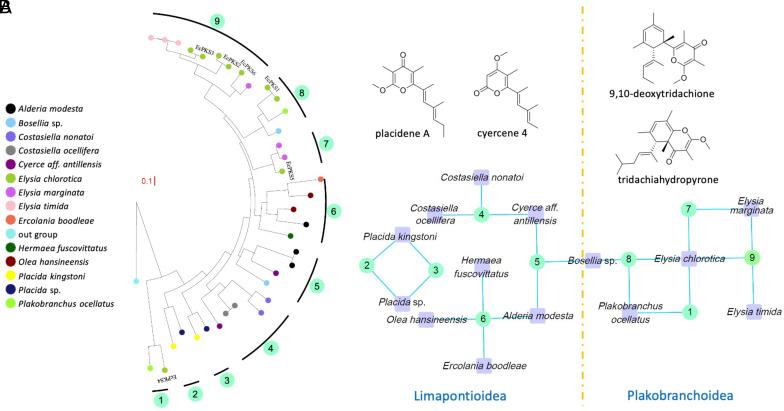 https://cdn.ncbi.nlm.nih.gov/pmc/blobs/ef30/10515154/e584f5e1d672/pnas.2305575120fig02.jpg