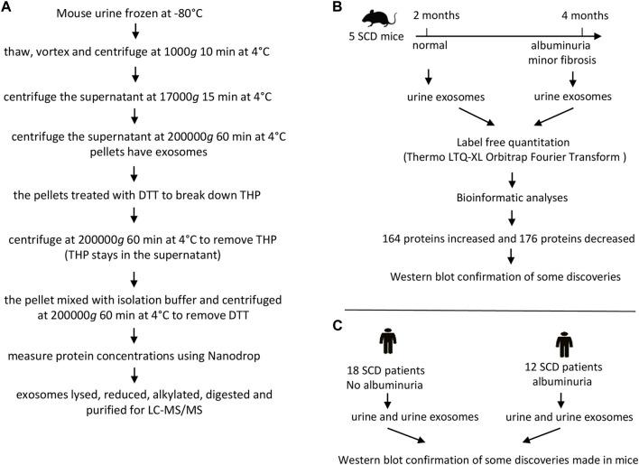 https://cdn.ncbi.nlm.nih.gov/pmc/blobs/ef32/10901968/1b46ed84ed66/fphys-15-1300667-g001.jpg