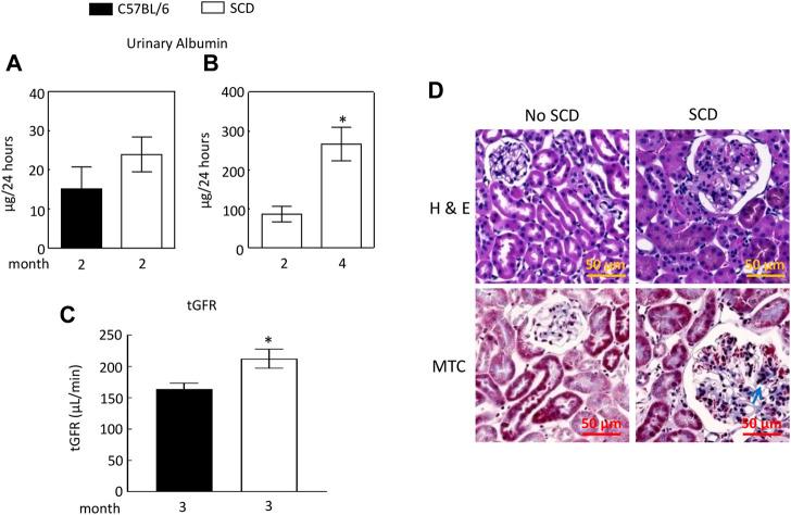 https://cdn.ncbi.nlm.nih.gov/pmc/blobs/ef32/10901968/44ecfb67f7ef/fphys-15-1300667-g002.jpg