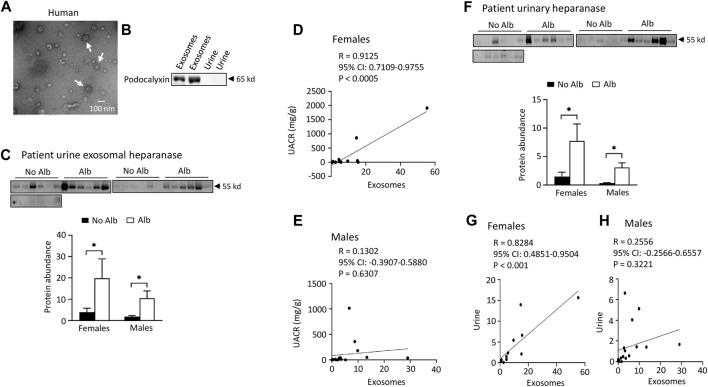 https://cdn.ncbi.nlm.nih.gov/pmc/blobs/ef32/10901968/4def7e2dbbc6/fphys-15-1300667-g004.jpg