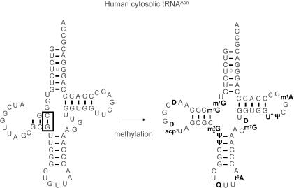 https://cdn.ncbi.nlm.nih.gov/pmc/blobs/ef32/1360285/3028c74a568a/gkj471f4.jpg