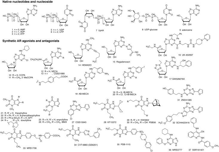 https://cdn.ncbi.nlm.nih.gov/pmc/blobs/ef35/5744008/5c21b7b3bbf2/fphar-08-00947-g001.jpg