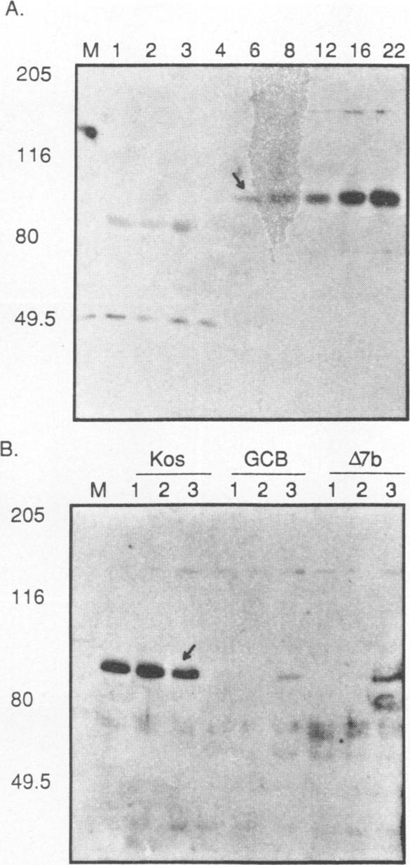 https://cdn.ncbi.nlm.nih.gov/pmc/blobs/ef37/237693/5156d27b9140/jvirol00027-0529-a.jpg