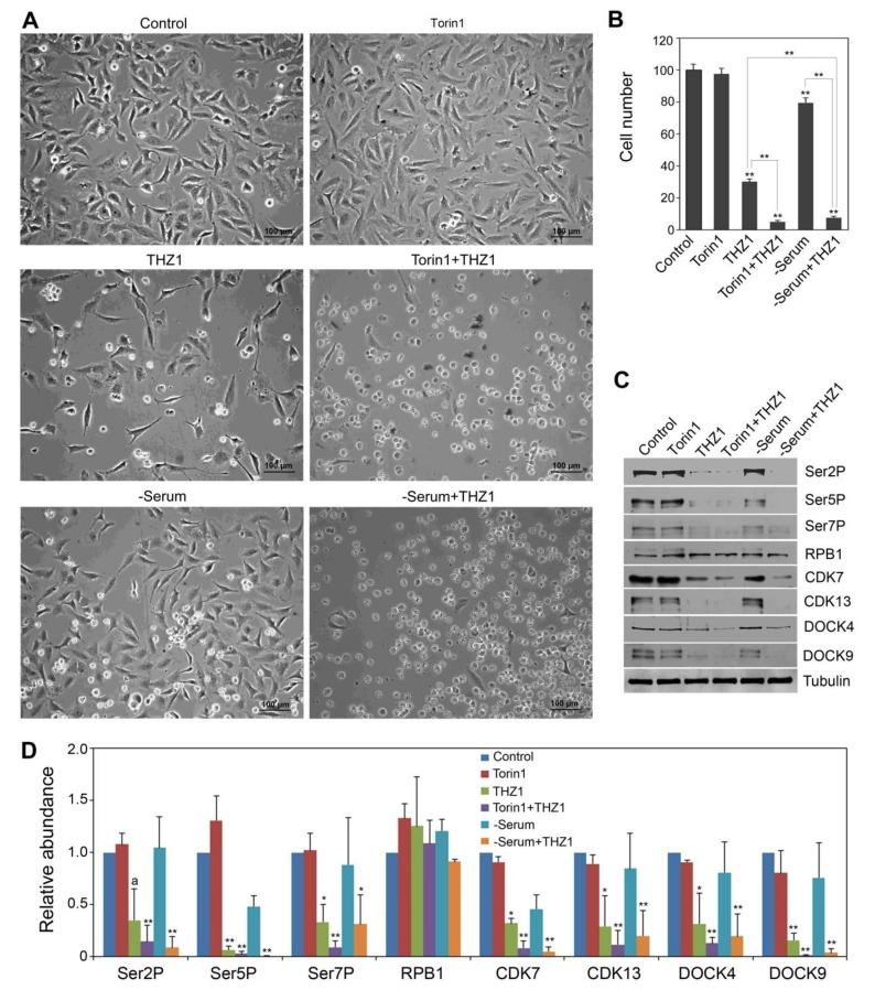 https://cdn.ncbi.nlm.nih.gov/pmc/blobs/ef3b/7140432/0eac9739d555/cells-09-00621-g005.jpg