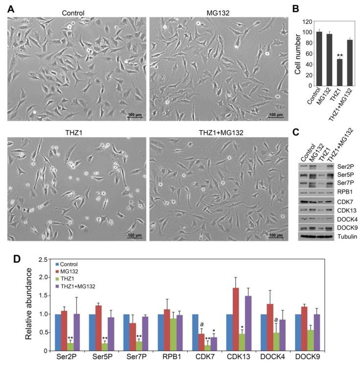 https://cdn.ncbi.nlm.nih.gov/pmc/blobs/ef3b/7140432/9ffacfcc60c4/cells-09-00621-g004.jpg