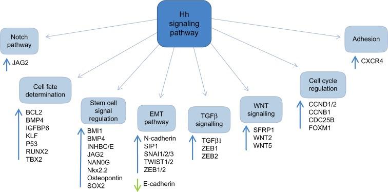 https://cdn.ncbi.nlm.nih.gov/pmc/blobs/ef3c/4325629/092324f05259/sccaa-8-027Fig3.jpg