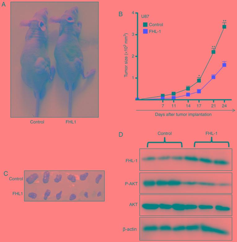 https://cdn.ncbi.nlm.nih.gov/pmc/blobs/ef3e/7202308/abc87ed9a037/ol-19-06-3781-g03.jpg