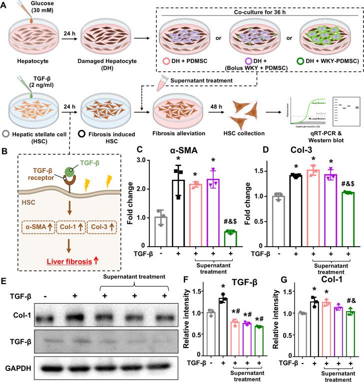 https://cdn.ncbi.nlm.nih.gov/pmc/blobs/ef40/12281255/880a960baf22/gr5.jpg