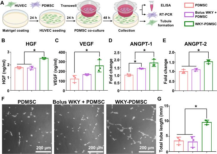 https://cdn.ncbi.nlm.nih.gov/pmc/blobs/ef40/12281255/bc6d4b0f8cc9/gr3.jpg