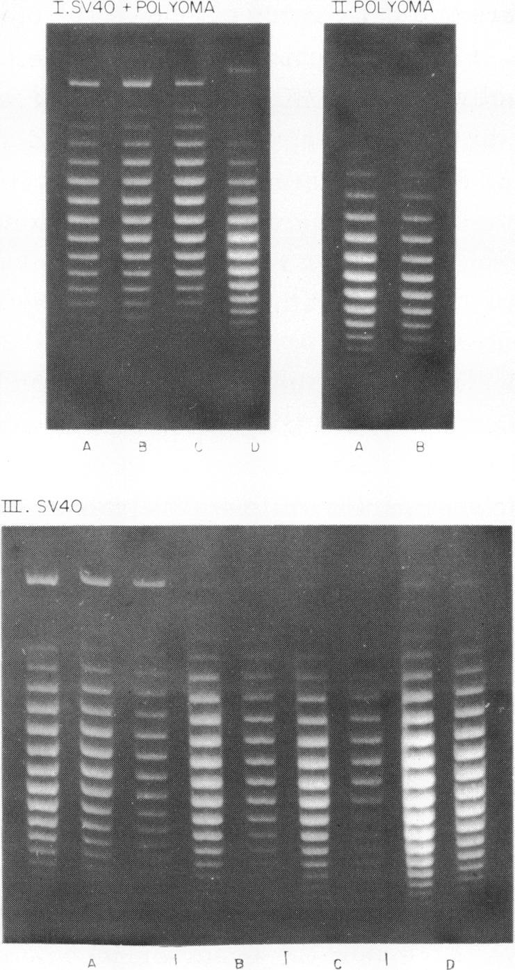 https://cdn.ncbi.nlm.nih.gov/pmc/blobs/ef42/343749/c65baa2ddfc6/nar00478-0044-a.jpg