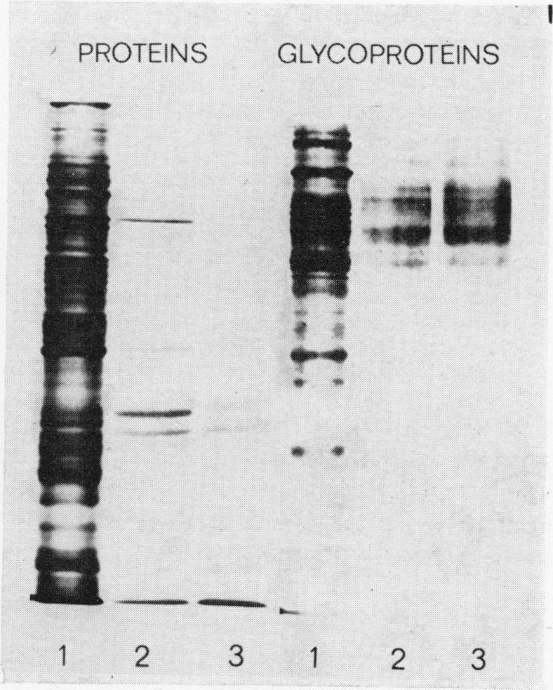 https://cdn.ncbi.nlm.nih.gov/pmc/blobs/ef44/2010135/0e89032ccb63/brjcancer00146-0006-a.jpg
