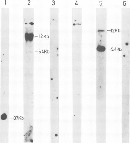 https://cdn.ncbi.nlm.nih.gov/pmc/blobs/ef44/554353/dc8bb102269e/emboj00271-0015-a.jpg