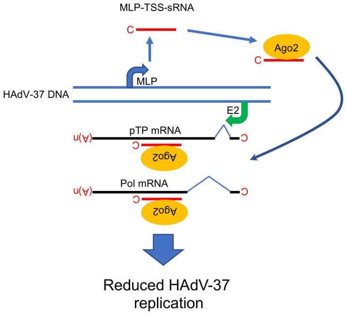 https://cdn.ncbi.nlm.nih.gov/pmc/blobs/ef44/7589676/b4a481f9cd4a/viruses-12-01182-g004.jpg