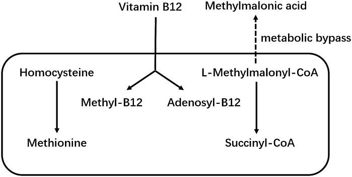 https://cdn.ncbi.nlm.nih.gov/pmc/blobs/ef47/11130390/e5bbd39c8282/fendo-15-1387035-g001.jpg