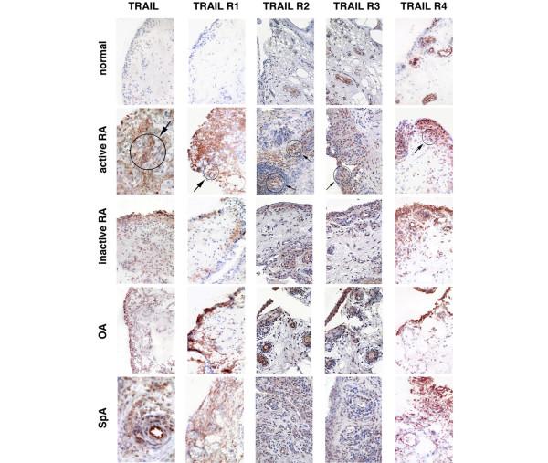 https://cdn.ncbi.nlm.nih.gov/pmc/blobs/ef47/2688245/0b0884963888/ar2603-1.jpg