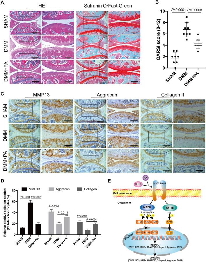 https://cdn.ncbi.nlm.nih.gov/pmc/blobs/ef49/8678602/324cbe478e10/fphar-12-761922-g008.jpg