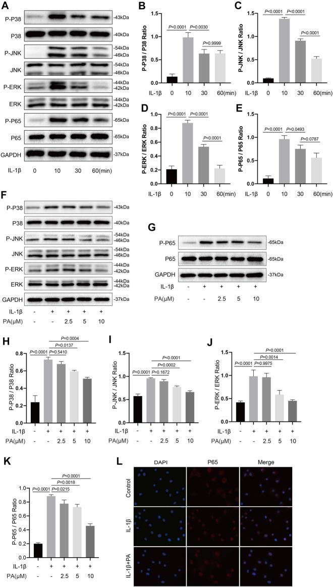 https://cdn.ncbi.nlm.nih.gov/pmc/blobs/ef49/8678602/3b622115764c/fphar-12-761922-g005.jpg