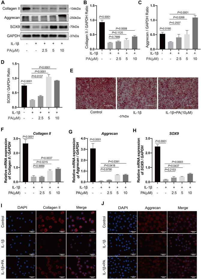 https://cdn.ncbi.nlm.nih.gov/pmc/blobs/ef49/8678602/7c72dbe36c22/fphar-12-761922-g004.jpg