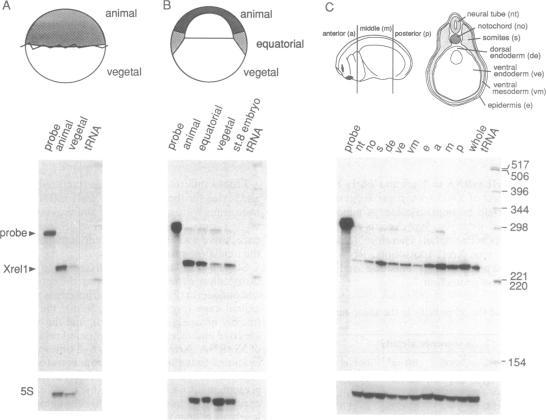 https://cdn.ncbi.nlm.nih.gov/pmc/blobs/ef4a/51305/2b259f158197/pnas01057-0097-b.jpg