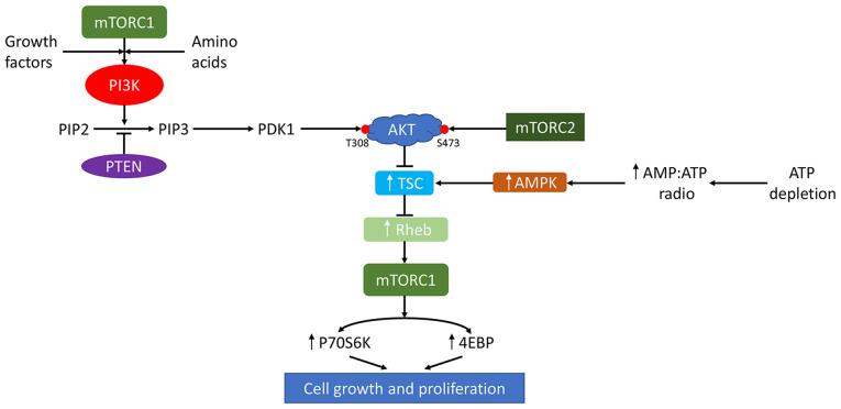https://cdn.ncbi.nlm.nih.gov/pmc/blobs/ef4c/7520756/393960ce930f/ol-20-05-12135-g00.jpg