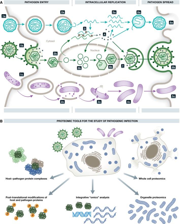 https://cdn.ncbi.nlm.nih.gov/pmc/blobs/ef50/5371729/cadf59bb00ea/MSB-13-922-g001.jpg