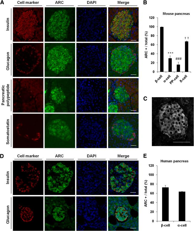 https://cdn.ncbi.nlm.nih.gov/pmc/blobs/ef52/3526036/0e200a0ad55c/183fig2.jpg