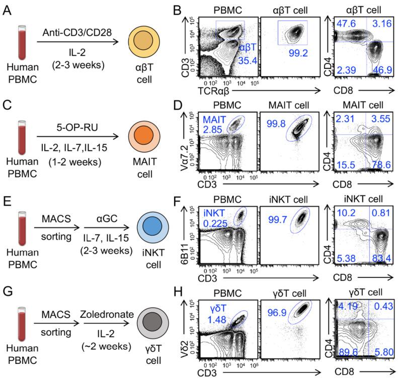 https://cdn.ncbi.nlm.nih.gov/pmc/blobs/ef52/9179365/4cbb71726c2b/cancers-14-02749-g001.jpg