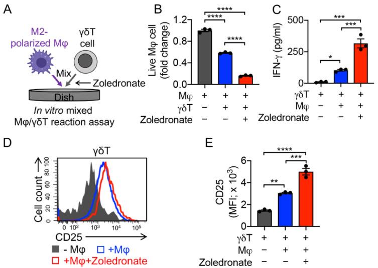 https://cdn.ncbi.nlm.nih.gov/pmc/blobs/ef52/9179365/ec7d469cd722/cancers-14-02749-g005.jpg
