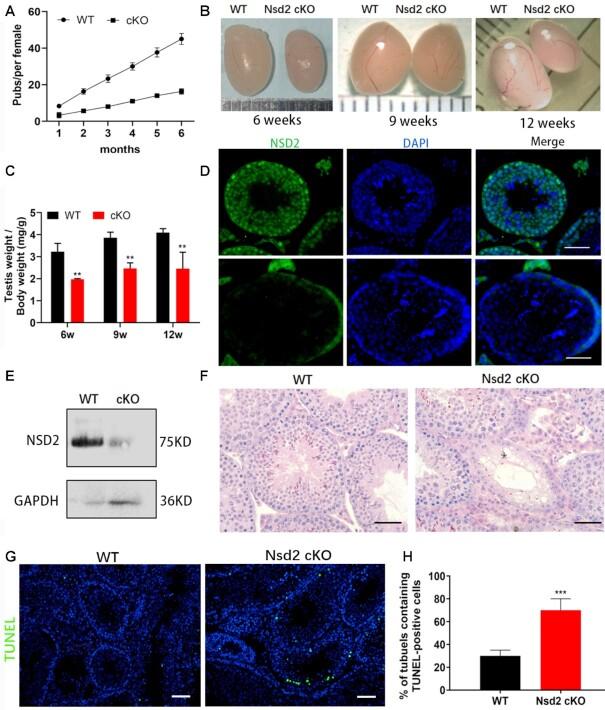 https://cdn.ncbi.nlm.nih.gov/pmc/blobs/ef52/9262605/f3c4640344cf/gkac533fig2.jpg