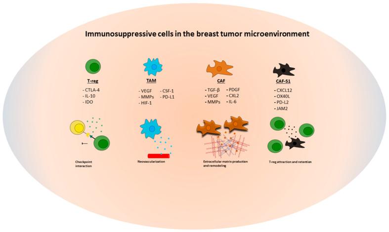 https://cdn.ncbi.nlm.nih.gov/pmc/blobs/ef53/9264853/8a7cafa0efad/cancers-14-03178-g001.jpg