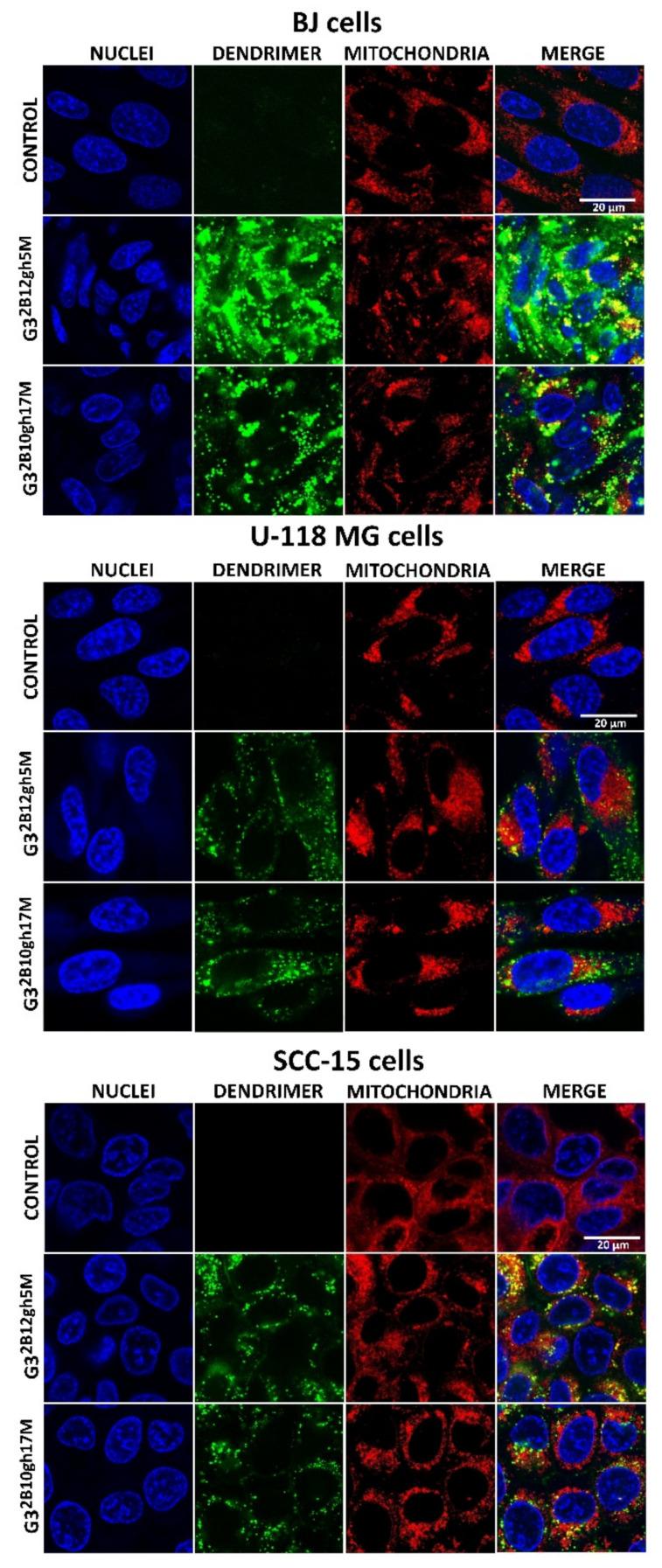 https://cdn.ncbi.nlm.nih.gov/pmc/blobs/ef56/8657743/1c0592fa4d4a/ijms-22-12925-g007.jpg