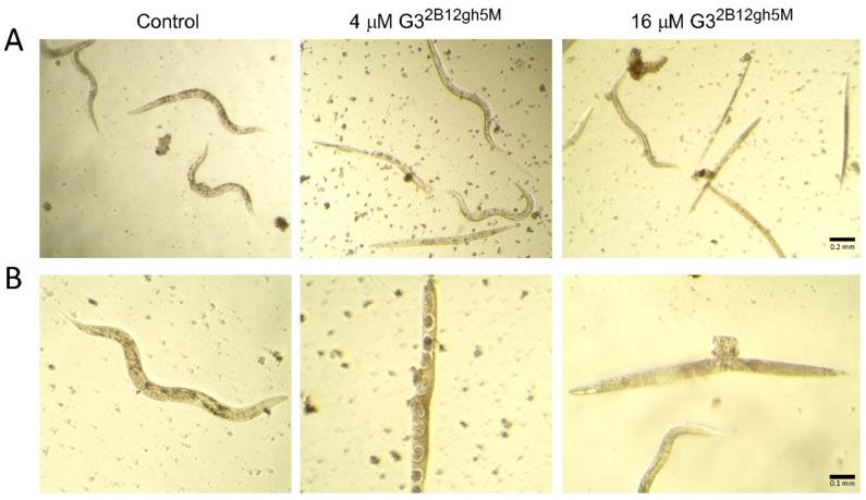https://cdn.ncbi.nlm.nih.gov/pmc/blobs/ef56/8657743/59c6121d0054/ijms-22-12925-g013.jpg