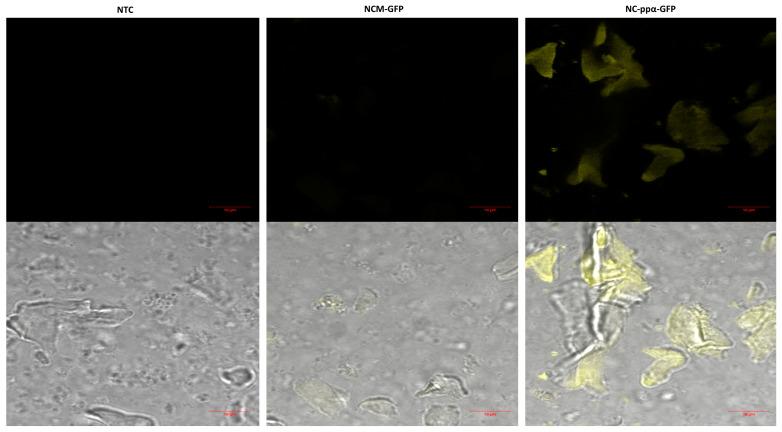 https://cdn.ncbi.nlm.nih.gov/pmc/blobs/ef57/10813726/7b7b4d9e487f/bioengineering-11-00092-g003.jpg