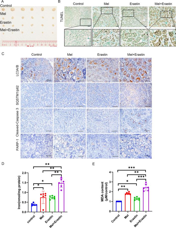 https://cdn.ncbi.nlm.nih.gov/pmc/blobs/ef58/10155313/bd4badd22fa8/11658_2023_449_Fig5_HTML.jpg