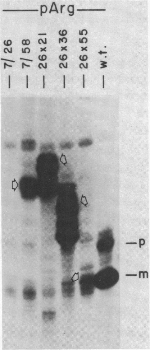 https://cdn.ncbi.nlm.nih.gov/pmc/blobs/ef59/326616/c46ebc9e05e5/nar00369-0155-a.jpg