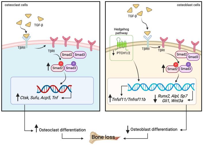 https://cdn.ncbi.nlm.nih.gov/pmc/blobs/ef5a/10341885/5a2b3b403d24/ijms-24-10797-g010.jpg