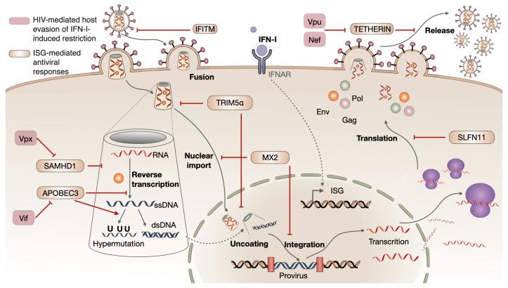 https://cdn.ncbi.nlm.nih.gov/pmc/blobs/ef5d/11275242/b51f44f80a04/biomolecules-14-00848-g003.jpg