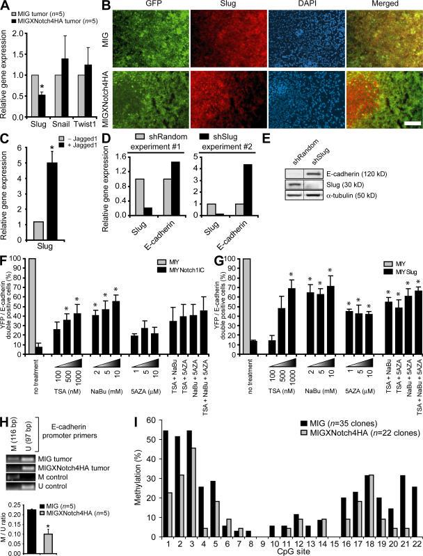 https://cdn.ncbi.nlm.nih.gov/pmc/blobs/ef5f/2118507/09c822303c02/jem2042935f06.jpg