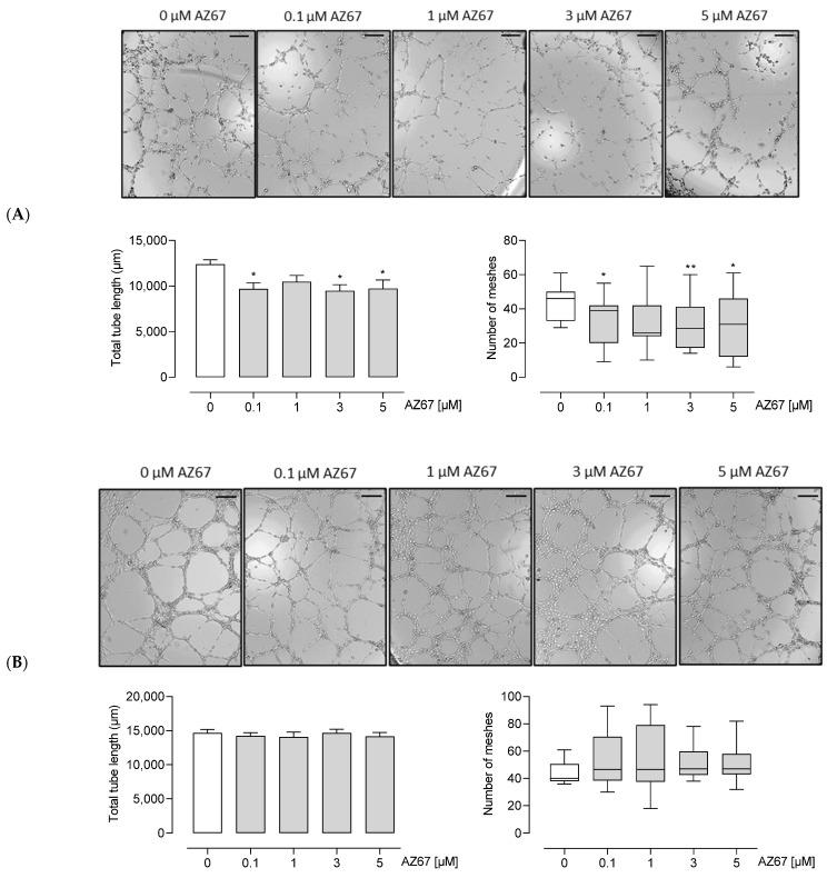 https://cdn.ncbi.nlm.nih.gov/pmc/blobs/ef5f/8198190/4409761642a4/ijms-22-05970-g005.jpg