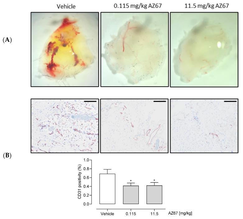 https://cdn.ncbi.nlm.nih.gov/pmc/blobs/ef5f/8198190/703a2037b566/ijms-22-05970-g006.jpg