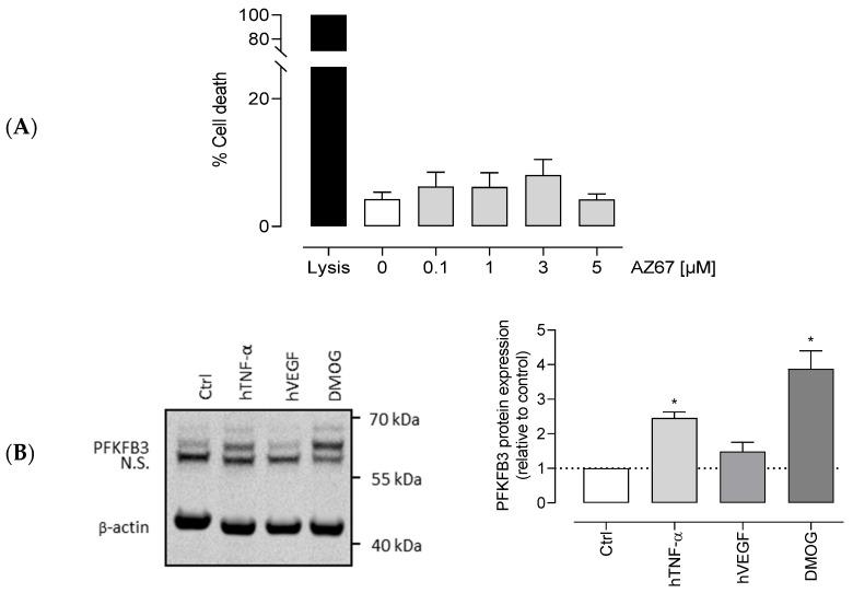 https://cdn.ncbi.nlm.nih.gov/pmc/blobs/ef5f/8198190/dbab890d081e/ijms-22-05970-g002.jpg