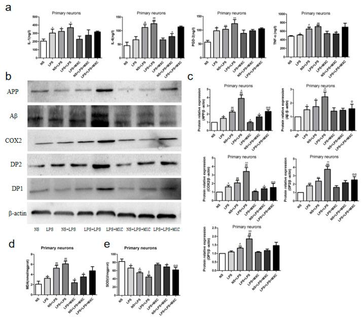 https://cdn.ncbi.nlm.nih.gov/pmc/blobs/ef6f/9181626/935e36177115/ijms-23-06142-g008.jpg