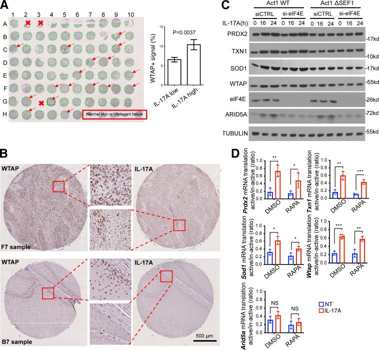 https://cdn.ncbi.nlm.nih.gov/pmc/blobs/ef70/11167376/d27b27b94d04/JEM_20231442_FigS2.jpg