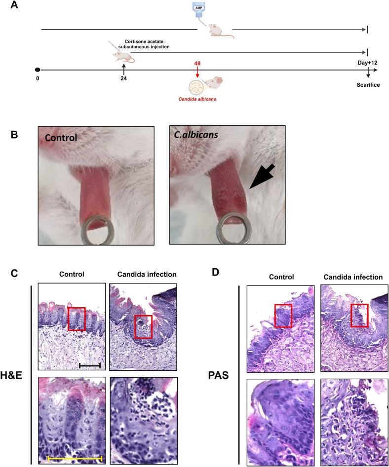 https://cdn.ncbi.nlm.nih.gov/pmc/blobs/ef72/12254746/2985abed8e02/gr3.jpg