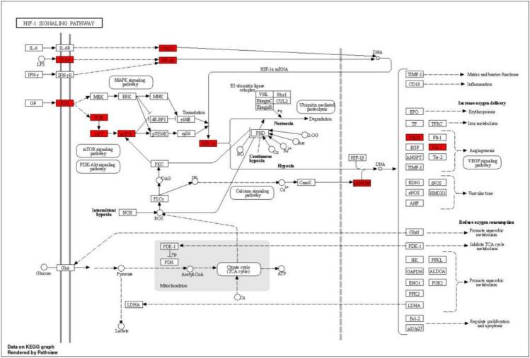 https://cdn.ncbi.nlm.nih.gov/pmc/blobs/ef75/11978951/807403524cc7/41598_2025_94793_Fig5_HTML.jpg