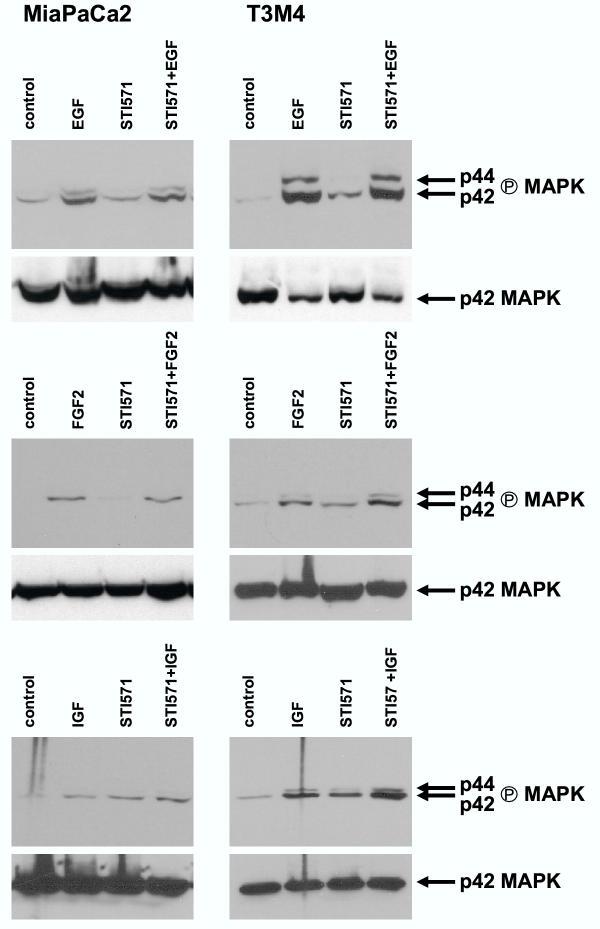 https://cdn.ncbi.nlm.nih.gov/pmc/blobs/ef78/212230/2790fe5155fa/1476-4598-2-32-4.jpg
