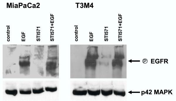 https://cdn.ncbi.nlm.nih.gov/pmc/blobs/ef78/212230/6c44eeeef2d5/1476-4598-2-32-5.jpg