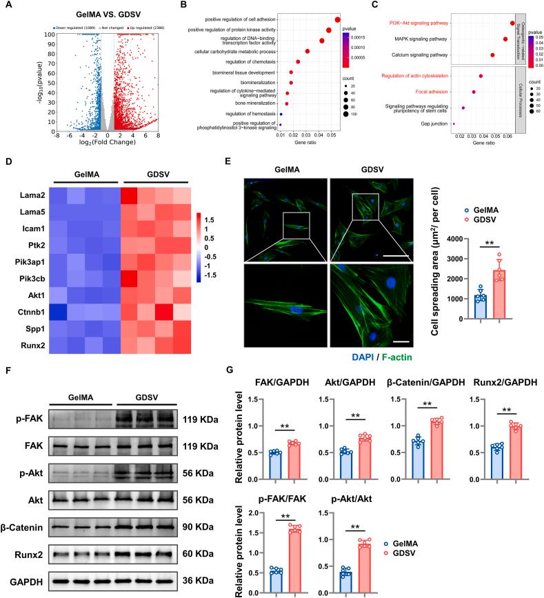 https://cdn.ncbi.nlm.nih.gov/pmc/blobs/ef7a/11404060/737dfda53060/gr7.jpg